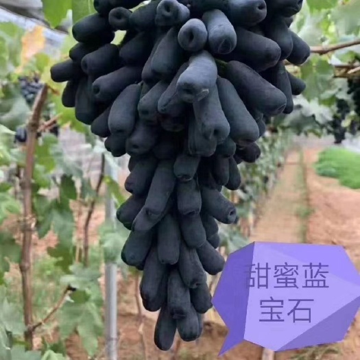兴城市蓝宝石葡萄苗  蓝宝石为中熟品种，露地8～9月成熟，成熟后不落粒、不烂尖，