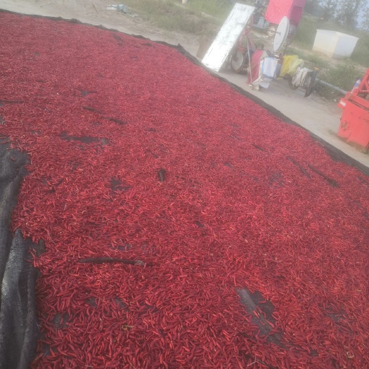 寿县 朝天椒，干椒，青椒，仙椒。