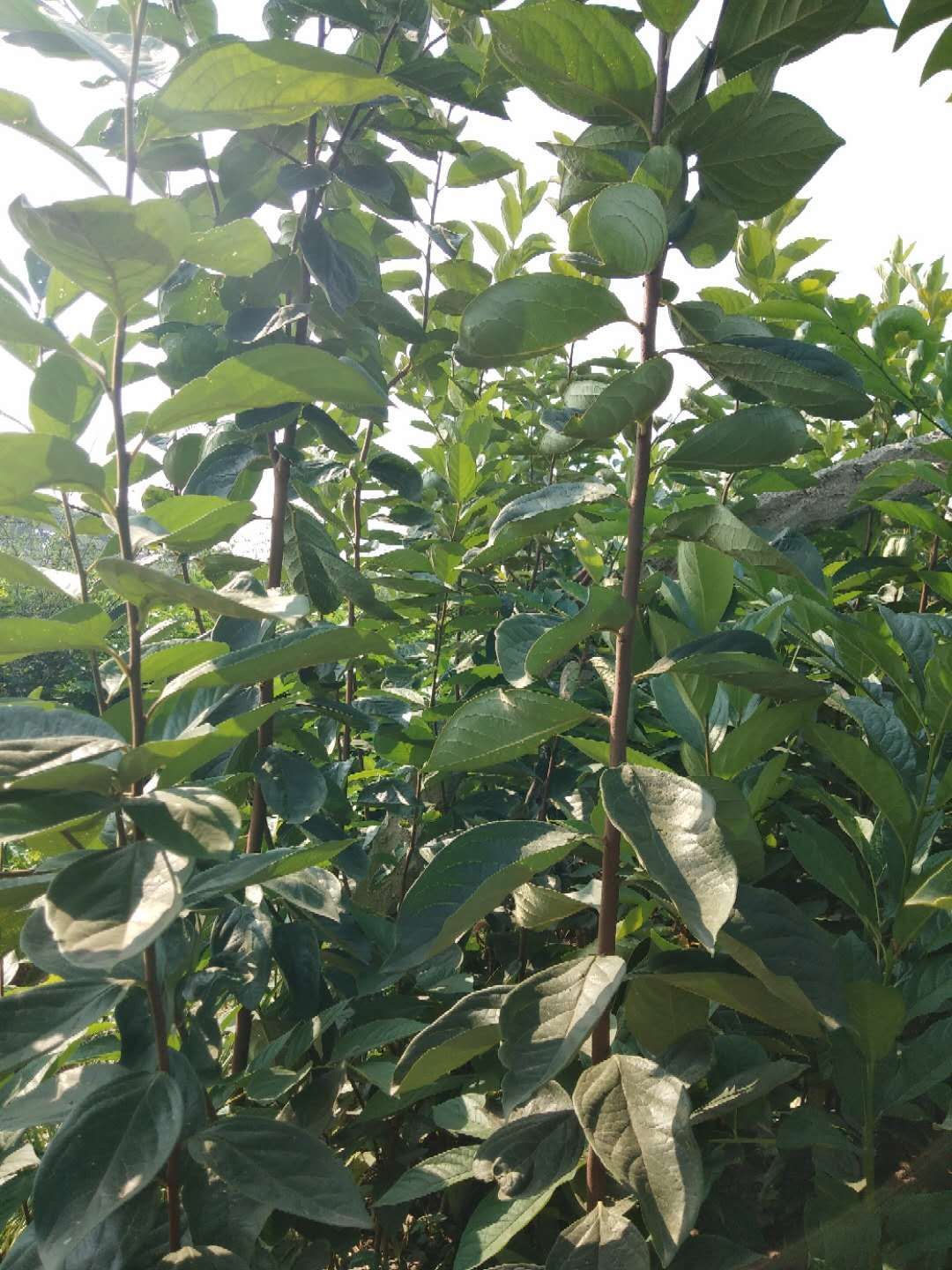 水葫芦种苗 火葫芦柿子树苗