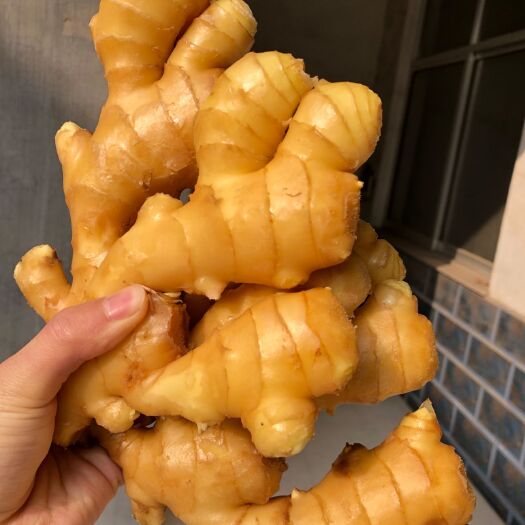 莒县大黄姜产地直销，日供100吨以上，全国发货