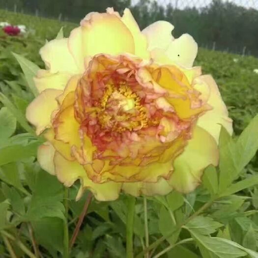 菏泽观赏牡丹  金阁牡丹，晚期品种，特点锤头，