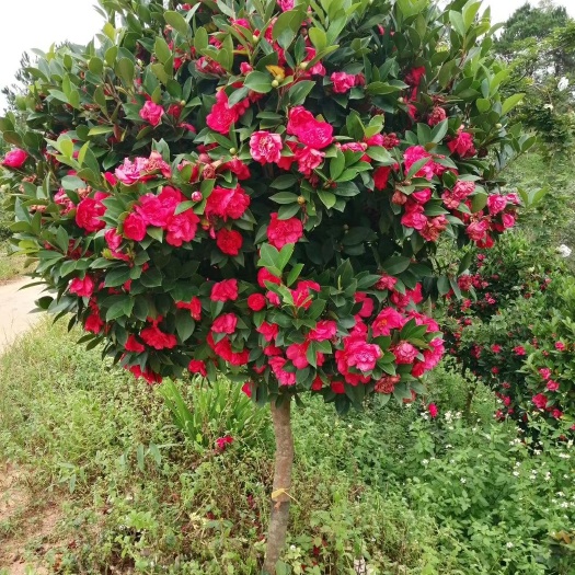 藤县茶花树