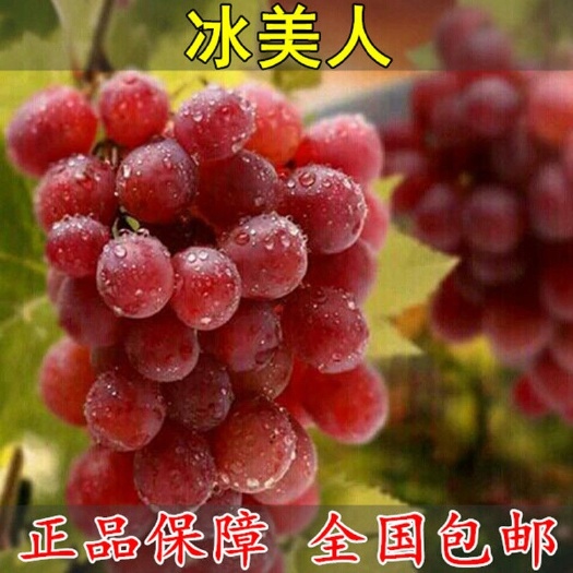 平邑县 冰葡萄苗无籽冬葡萄苗冬天不下架晚熟葡萄树苗南北方冰美人葡萄苗
