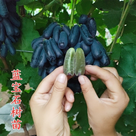 平邑县蓝宝石葡萄苗 蓝宝石葡萄大苗阳光玫瑰果树果苗爬藤南方种植葡萄树苖当年结果苗