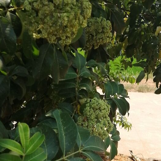 长沙县吴茱萸种子  小子吴茱萸