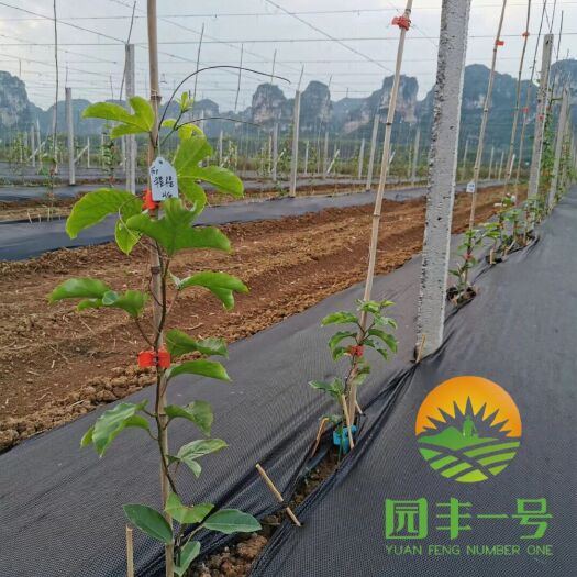 崇义县防草布  短期作物专用