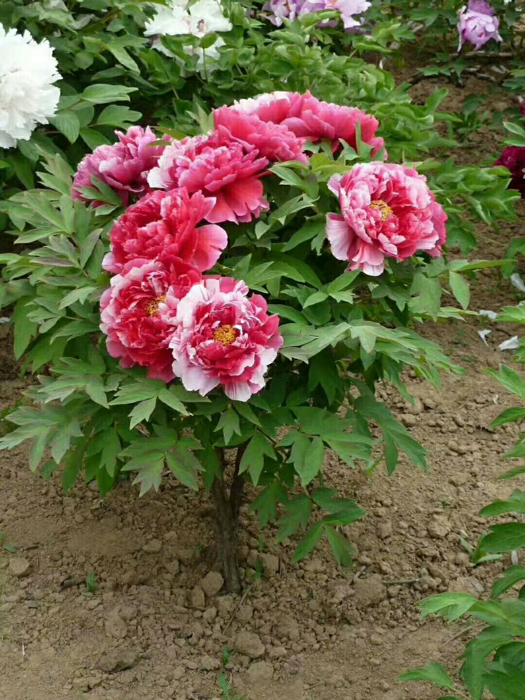 洛阳红  观赏牡丹苗，1-3年嫁接苗