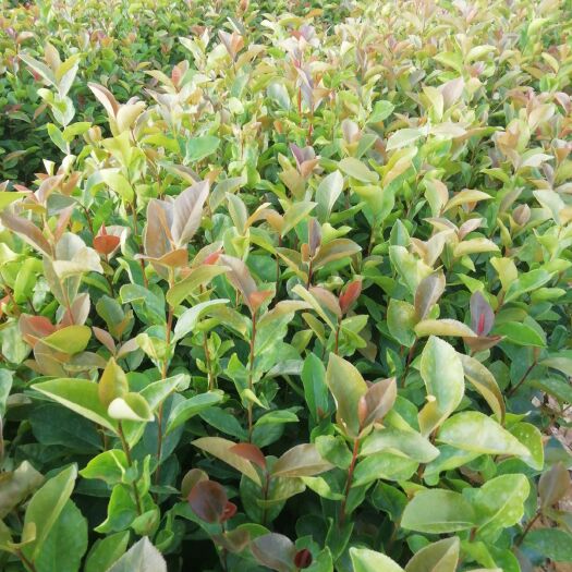 油茶杯苗，批发价带杯裸根均可发货