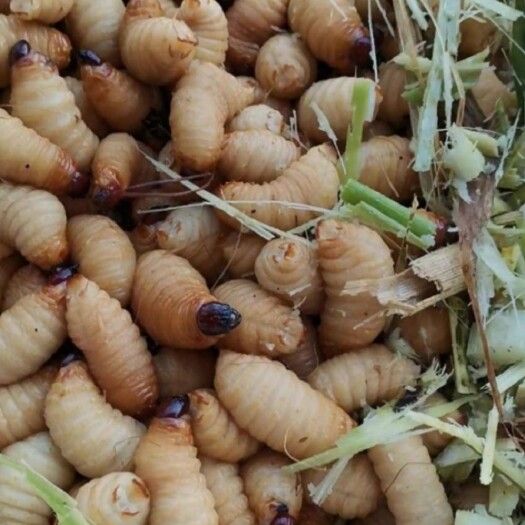 广宁县竹虫 竹笋虫/笋虫/椰子虫/笋蛆