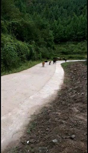 宣汉县黄牛 小牛卖