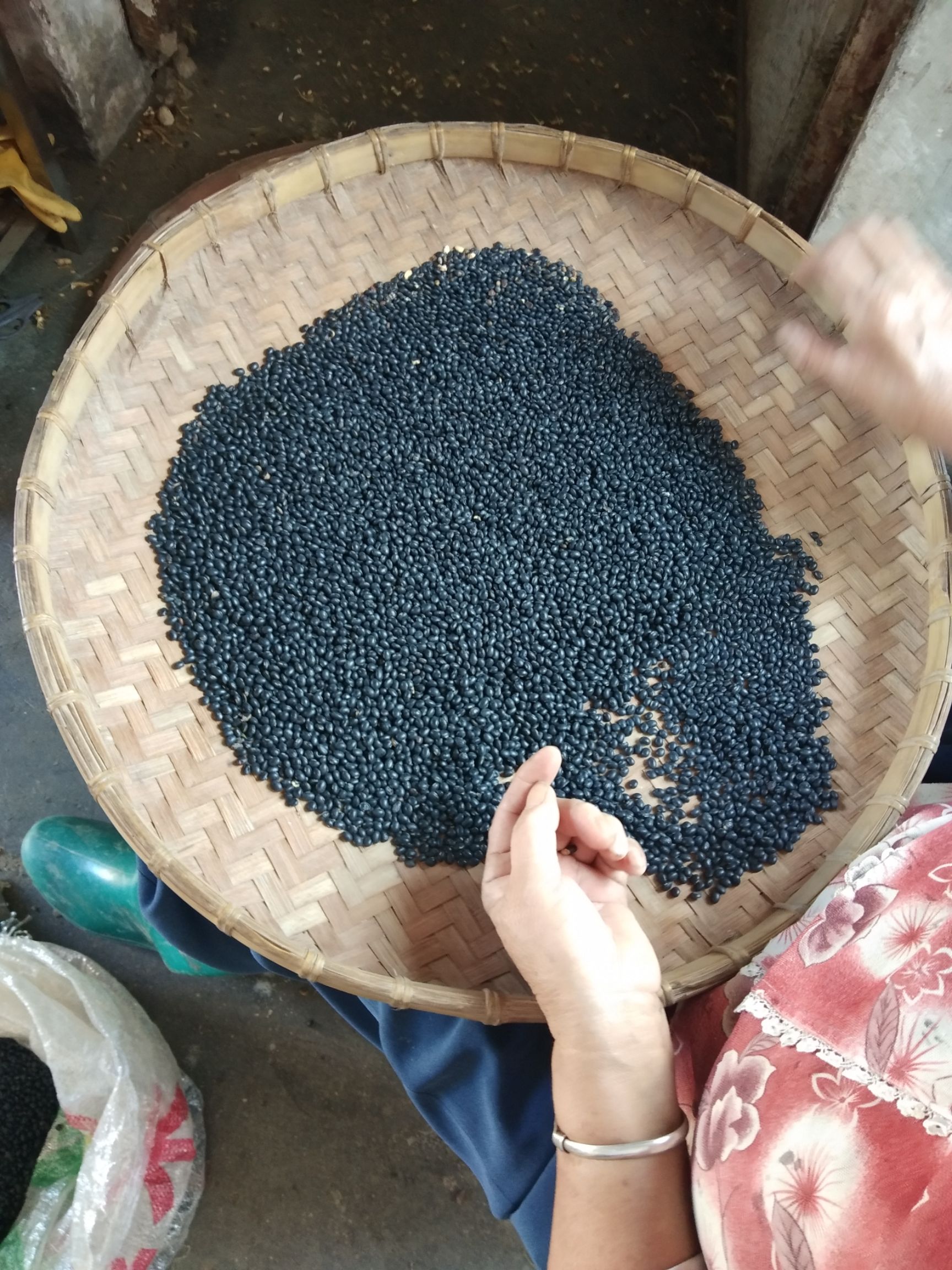 黑豆，广东小黑豆，黄心黑豆