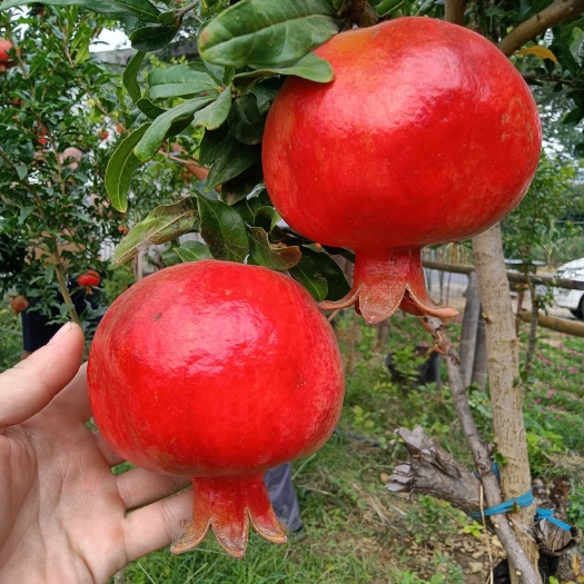 平邑县蒙阳红石榴苗 保鲜发货 基地直供 现挖现卖