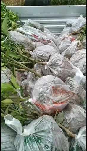 仁寿县无核沃柑苗  沃柑三年精品假植苗，地径两公分起，苗子丫盘好，今年栽明年挂果