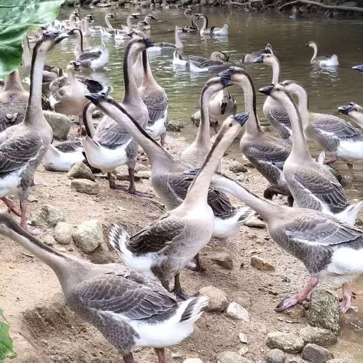 阳江农家土鹅 8-10斤 统货 全散养