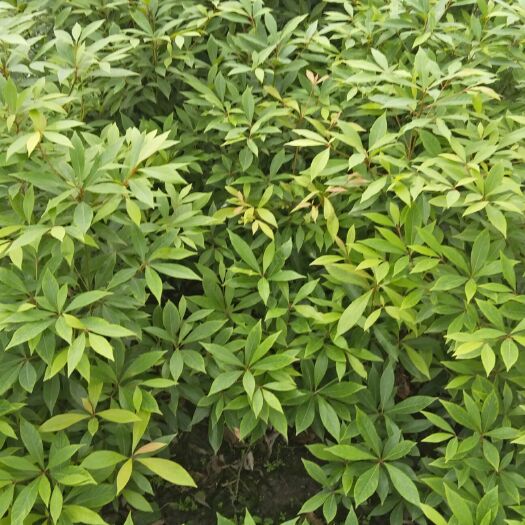 成都金丝楠苗  营养杯育苗，两年苗，带土发货保证成活，如果死苗则