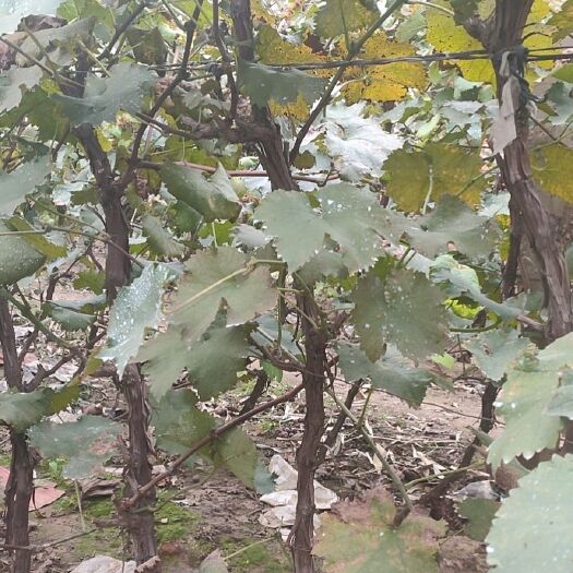 葡萄盆栽  占地用巨峰葡萄树
