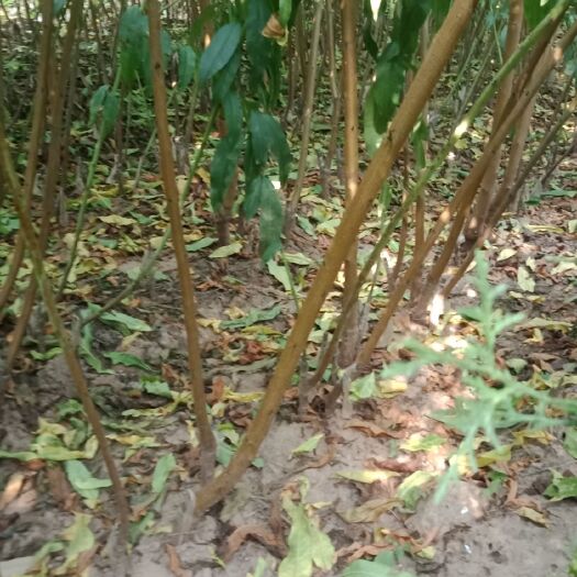 绛县山桃苗 1~1.5米 