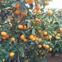 芷江县宫川蜜桔 湖南高山蜜桔，自家果园，现摘现发……