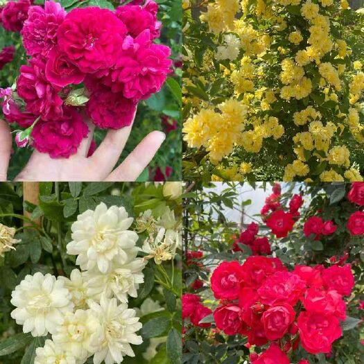 木香花苗浓香四季开花红木香耐寒庭院攀爬植物红花蔷薇黄木香盆栽
