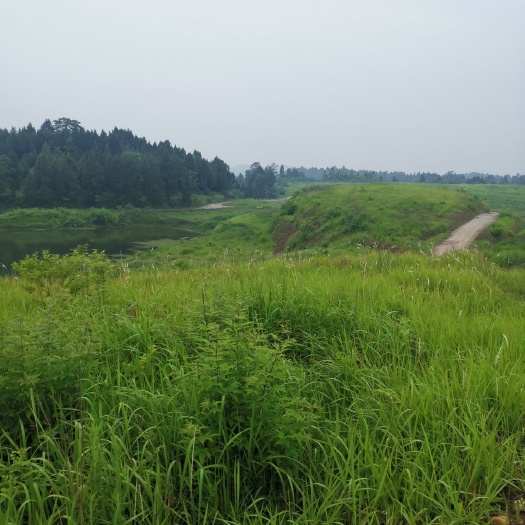 南充旱地  好地出租