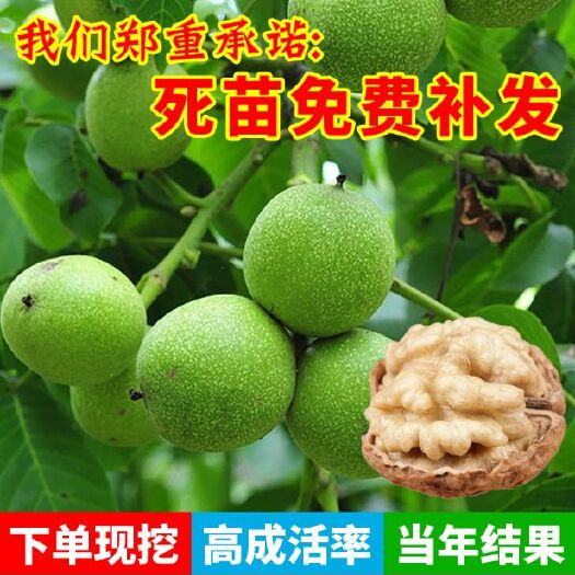 平邑县薄皮核桃苗 嫁接苗 品种保证 技术指导