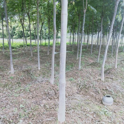黄山栾树，好养，嫖亮，成长快，易管理。