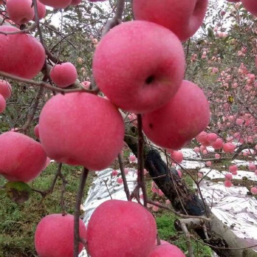 昭通鲁丽苹果苗 