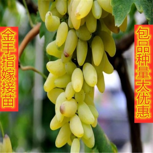 平邑县金手指葡萄苗 金手指葡萄树苗庭院爬藤果树苗盆栽地栽苗南方北方种植苗当年结果
