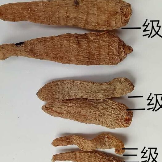 遵义天麻 高品质高含量优质仿天麻 一级生天麻
