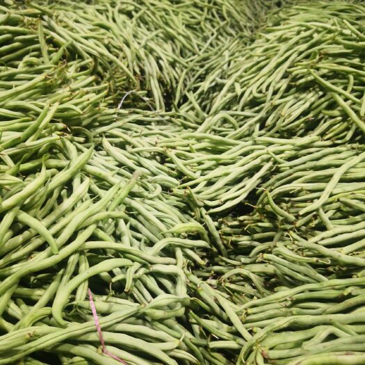 昌宁县无筋豆角 云南豆角：无筋豆.小金豆.扁豆等