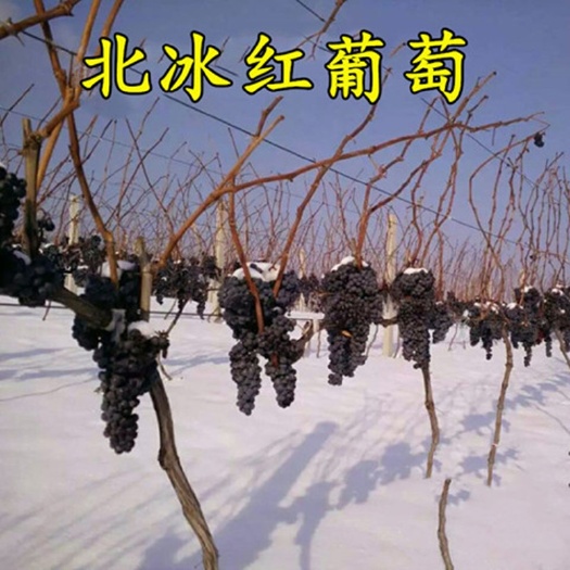 平邑县冰美人葡萄苗 北冰红葡萄果树苗冬季双红葡萄果树苗冬天不下架南北方种植葡萄苗