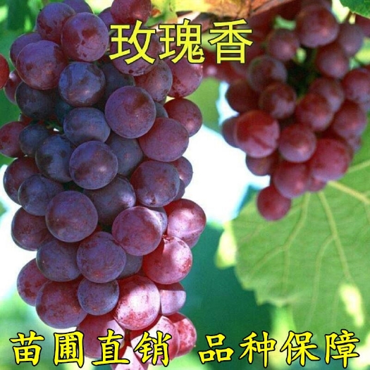 平邑县 玫瑰香葡萄苗嫁接扦插高产甜度高南方北方种植当年结果大葡萄树苗