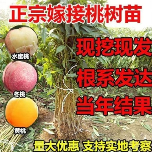 平邑县冬桃苗  特大冬桃树沂蒙霜红嫁接苗南方北方种植当年结果苗