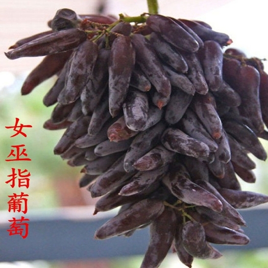 平邑县 女巫指葡萄苗大苗当年结果庭院抗寒爬藤南方北方种植品种葡萄树苗