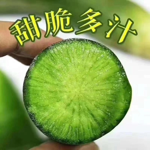 潍坊潍县青萝卜大量供应 加工厂，电商，酱菜厂批发，根据用途供货。