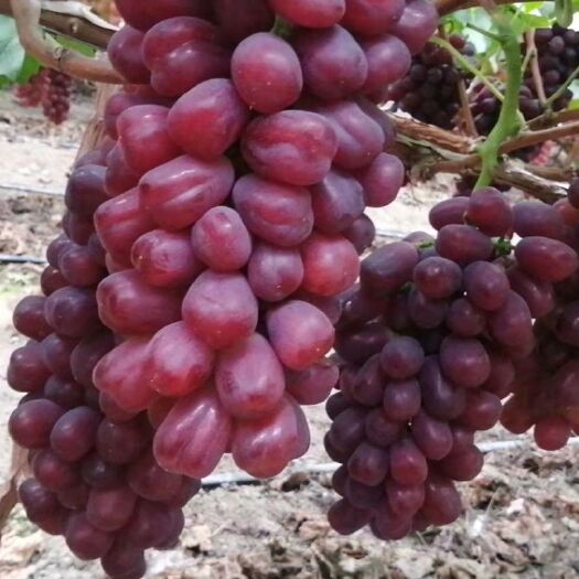 冕宁县浪漫红颜葡萄 大颗粒、高甜度、耐运输、耐储存