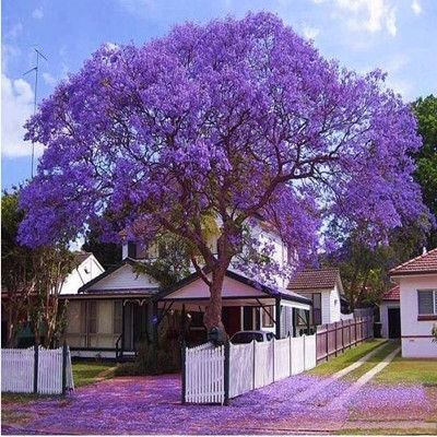 广州普通蓝花楹  蓝花楹树苗红花楹树苗珍稀名贵苗木蓝雾树凤凰木庭院街道风景树木
