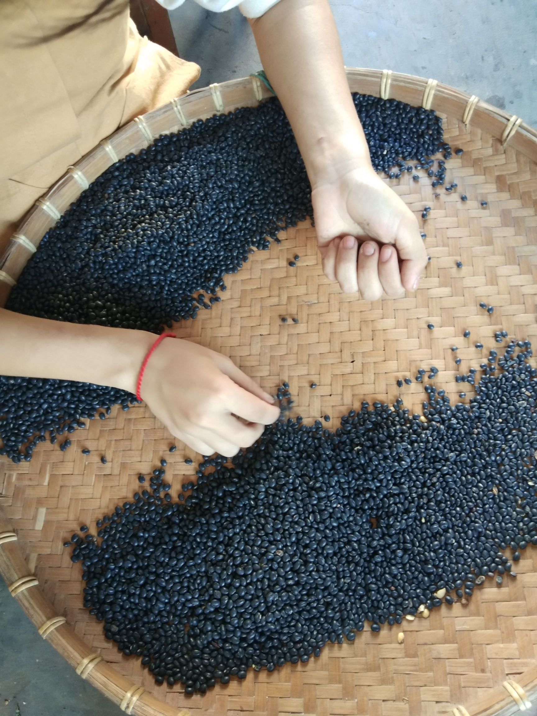 黑豆，广东小黑豆，黄心黑豆