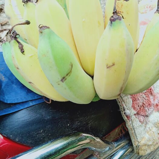 隆林县小米蕉 八成熟 