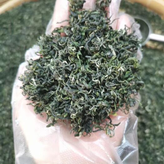 日照日照绿茶，秋茶
