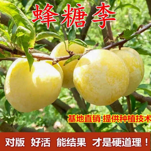 平邑县蜂糖李树苗  蜂糖李子苗，适合南北方种植，抗病能力强，产量高