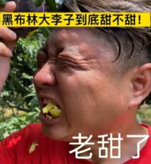 平邑县黑布林苗 黑布林大李子苗 包品种保成活 老甜了