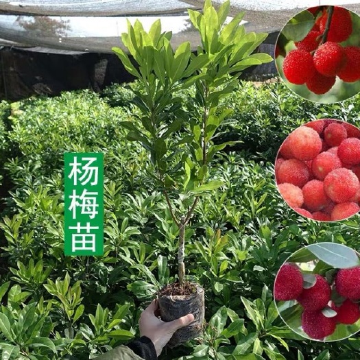 平邑县东魁杨梅树苗正宗嫁接苗、品种保证、现挖现卖