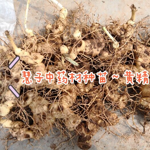 成都黄精种苗  黄精茎块 老虎姜种苗 四川大黄精 多花姜形不倒苗