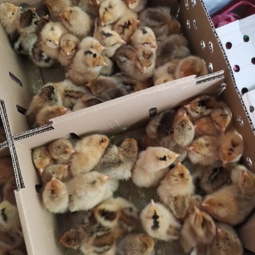 衡南县乌皮土鸡 乌皮鸡 乌骨鸡苗包发货包路损包打预苗质量保证