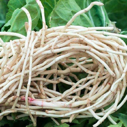 叙永县白茎鱼腥草