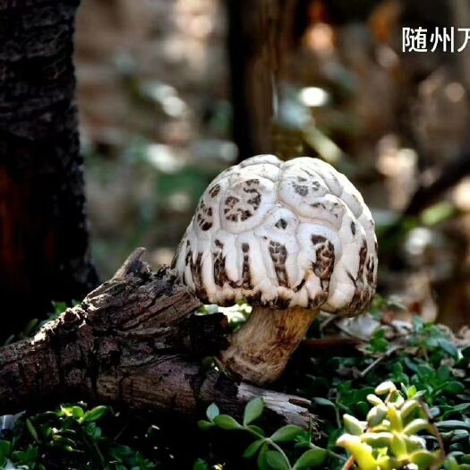随县花菇 自己种植花姑冬菇精选干货
