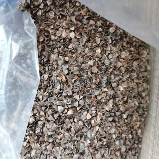青岛荞麦壳 
