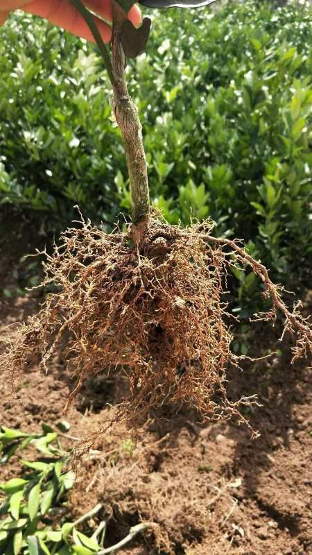 秭归伦晚脐橙苗 特早熟春橙苗  晚熟脐橙苗 品种保证成活率高