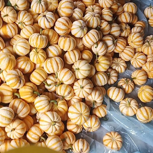 寿光市桔瓜 1斤以下 